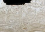 Polished Stromatolite (Collumnacollenia) - Russia #41852-1
